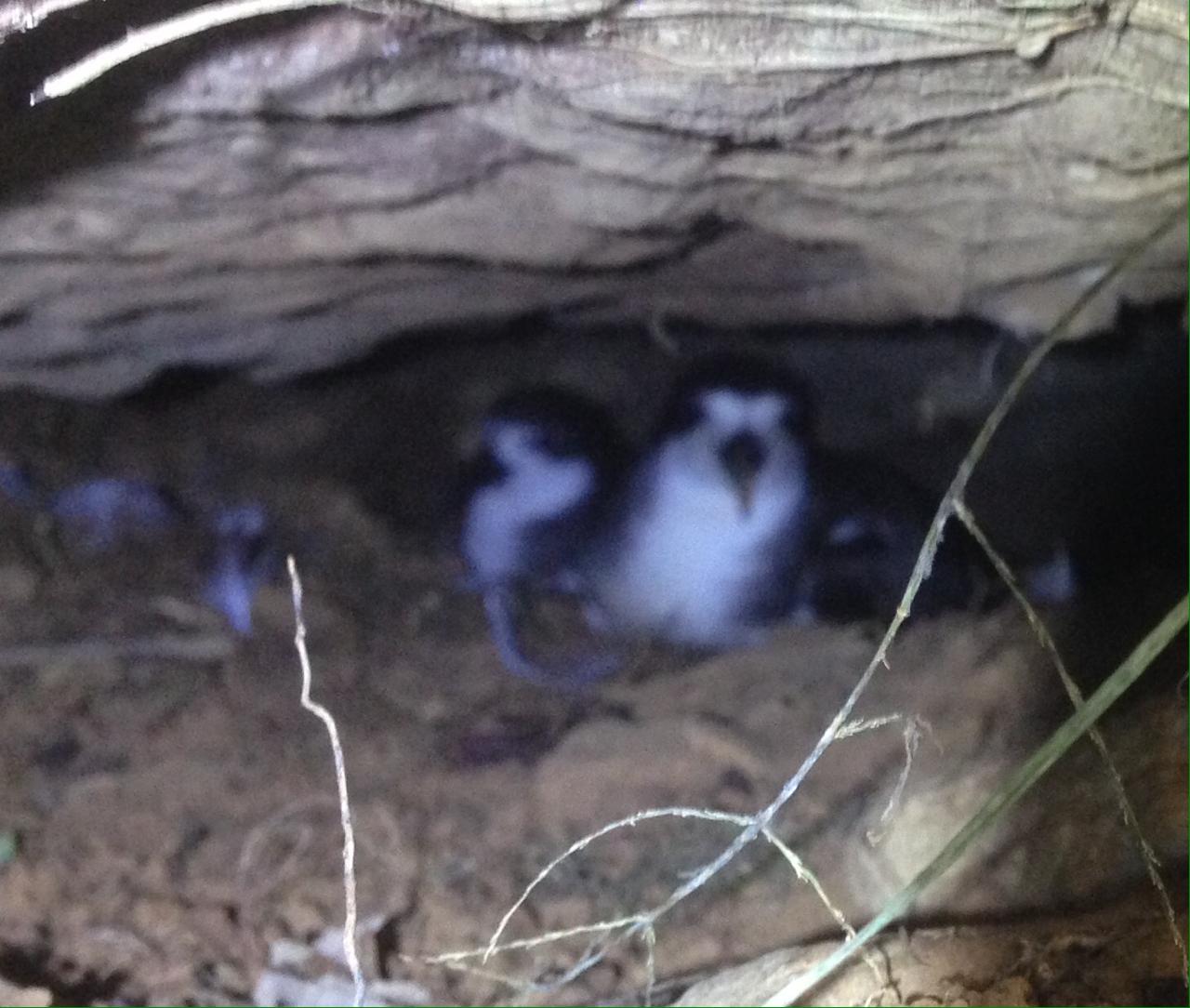 Monitoring of the Galapagos Petrel